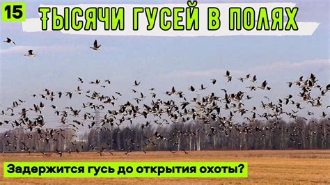 Техника открытия гуся