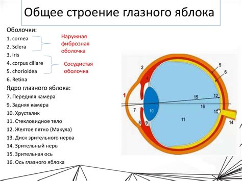 Техника правильного заполнения глазного яблока жидкостью