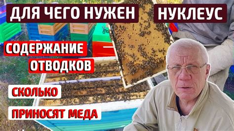 Техника правильной отводки пчел