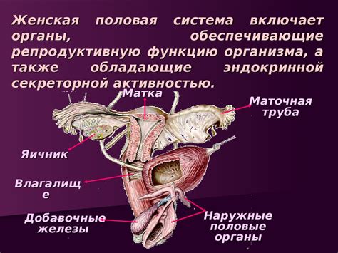 Техника рисования половых органов