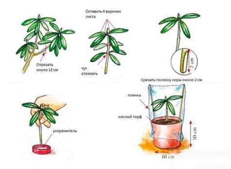 Техника черенкования рододендрона