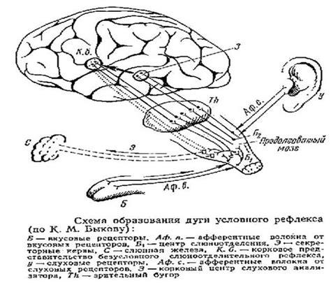 Техники и методики измерения подбородочного рефлекса