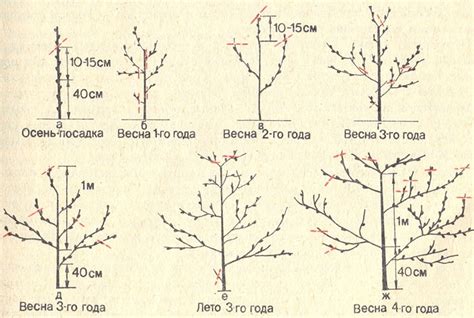 Техники обрезки сухих веток у персика