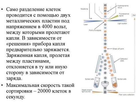 Техники разделения клеток наиболее быстрым способом