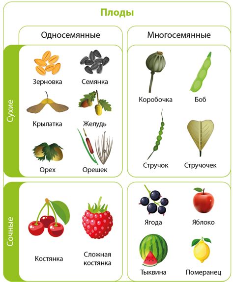 Типы ясеня