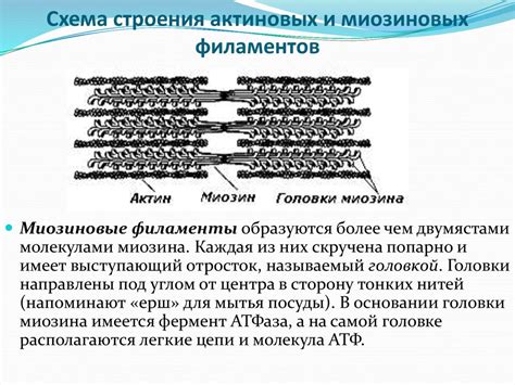 Толстые миозиновые нити в молекулярных комплексах