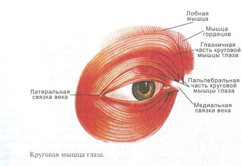 Тоническая активность глазных мышц