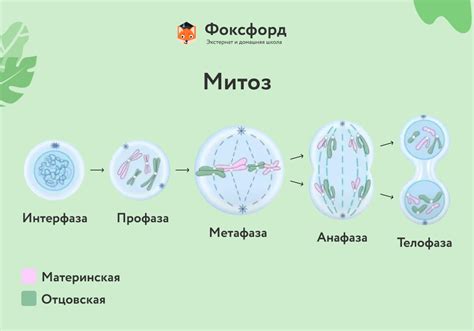 Топ-5 эффективных методов механического деления клеток