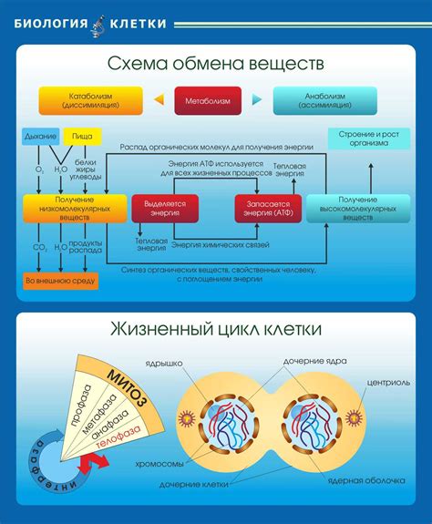 Торможение обмена веществ