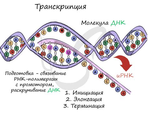 Точное определение массы белка в биологии