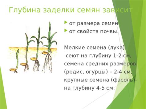 Точное размещение семян на глубину