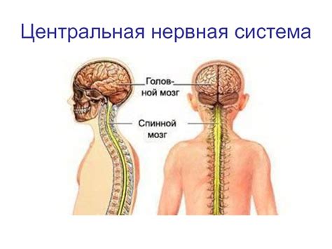 Травма головы и нервная система