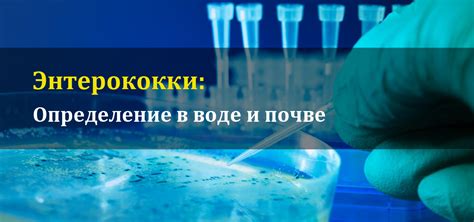 Традиционные методы лечения повышенного содержания энтерококков