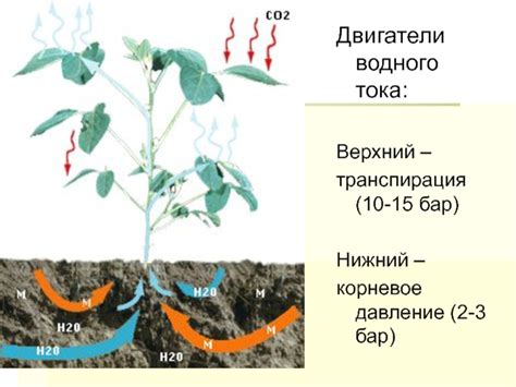 Транспирация иссушаемого водного пара