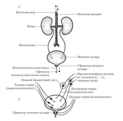 Транспортировка и выделение мочи из организма: