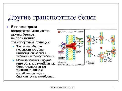 Транспортные функции крови