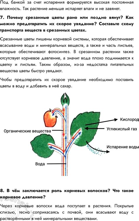 Транспорт веществ в растении