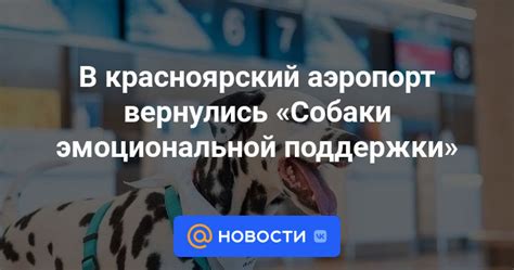 Требования по оформлению собаки как эмоциональной поддержки