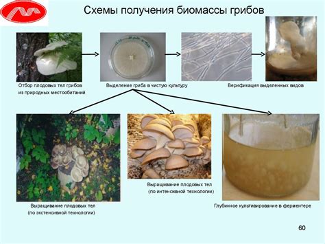 Требуемые ингредиенты для получения мицелия