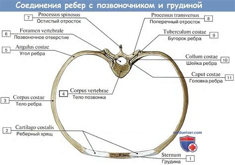 Третий шаг: соединение ребер