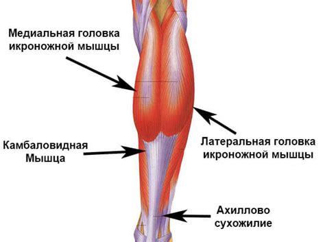 Трещина мышцы икроножной группы