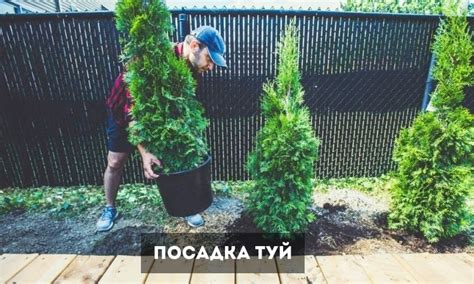 Туи на участке: почему лучше отказаться