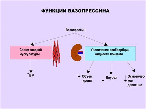 Увеличение вазопрессина: роли и функции в организме