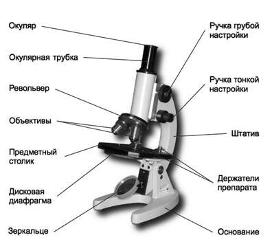 Увеличение в оптическом микроскопе