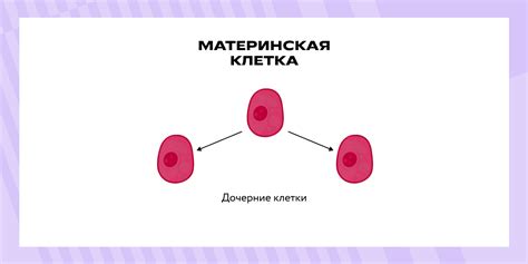 Увеличение деления клеток