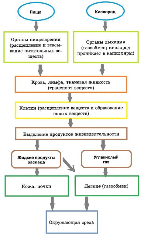 Увеличение общего обмена веществ