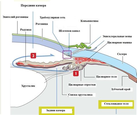 Увеличение размера глаза