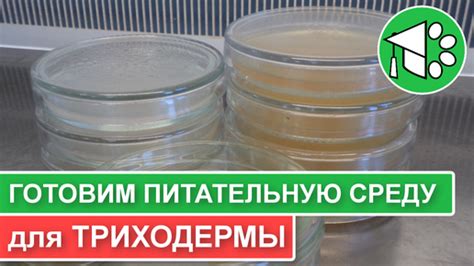 Увлажнение среды для запуска процесса размножения