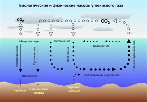 Углекислый газ и его растворение в водах южного океана