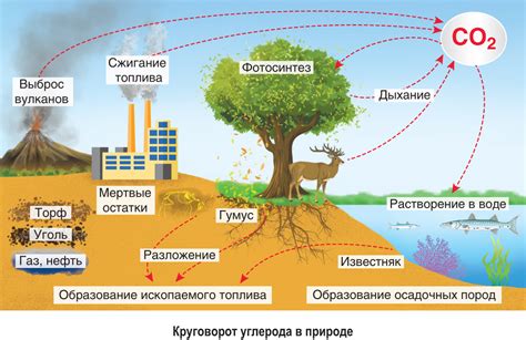 Углеродный цикл и его значение для экосистем