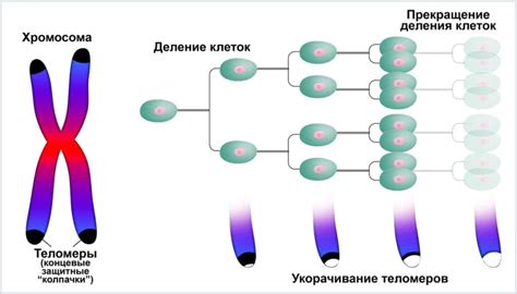 Удивительное открытие: сколько хромосом у человека?