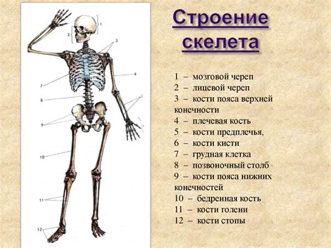 Удивительное строение скелета