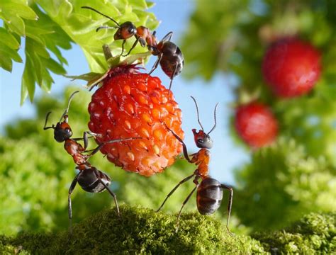 Удивительные муравьи и их умение вести точные измерения