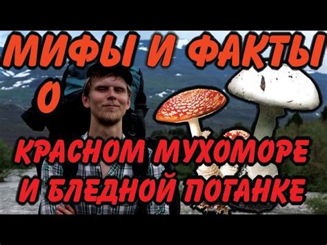 Удивительные факты о мухоморе и его влиянии на организм