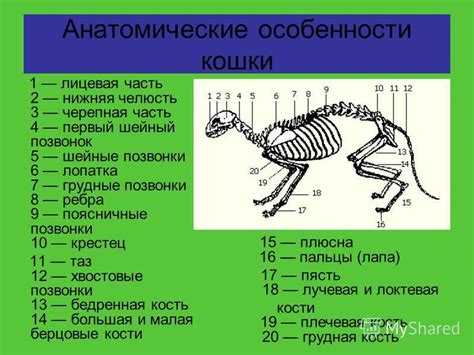 Удлинение позвоночников у животных