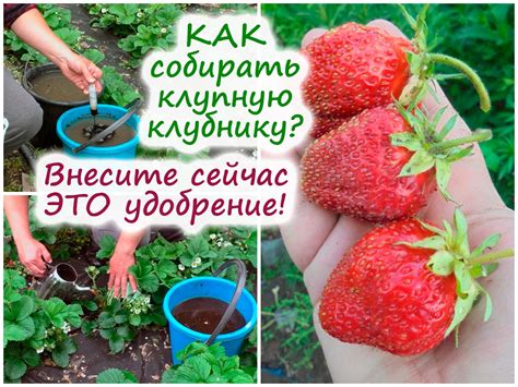 Удобрение клубники яичной скорлупой