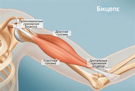 Узкие бицепсы и их признаки