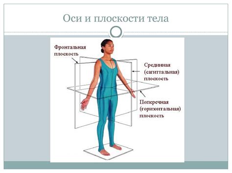 Узнайте основные меры человеческого тела