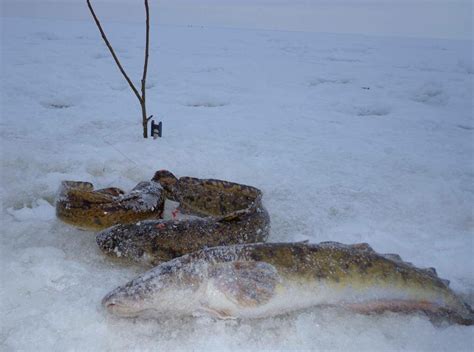 Узнайте особенности ловли в данной водоеме