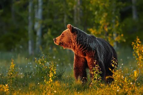 Узнайте поведение медведей в дикой природе