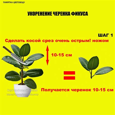 Укоренение листа фикуса каучуконосного: советы и инструкция