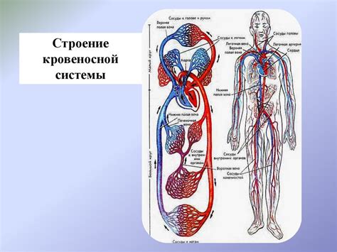 Укрепление кровеносной системы