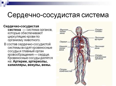 Укрепляет органы дыхания и сердечно-сосудистую систему