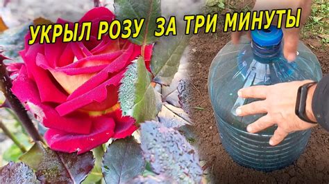 Укрытие розы на зиму