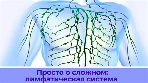 Улучшение кровообращения и оттока лимфы