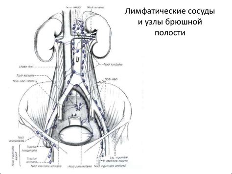 Улучшение лимфатического дренажа